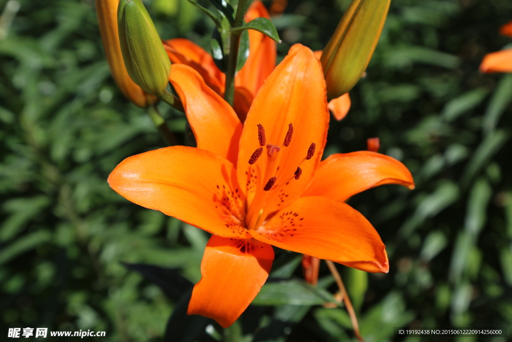 百合花