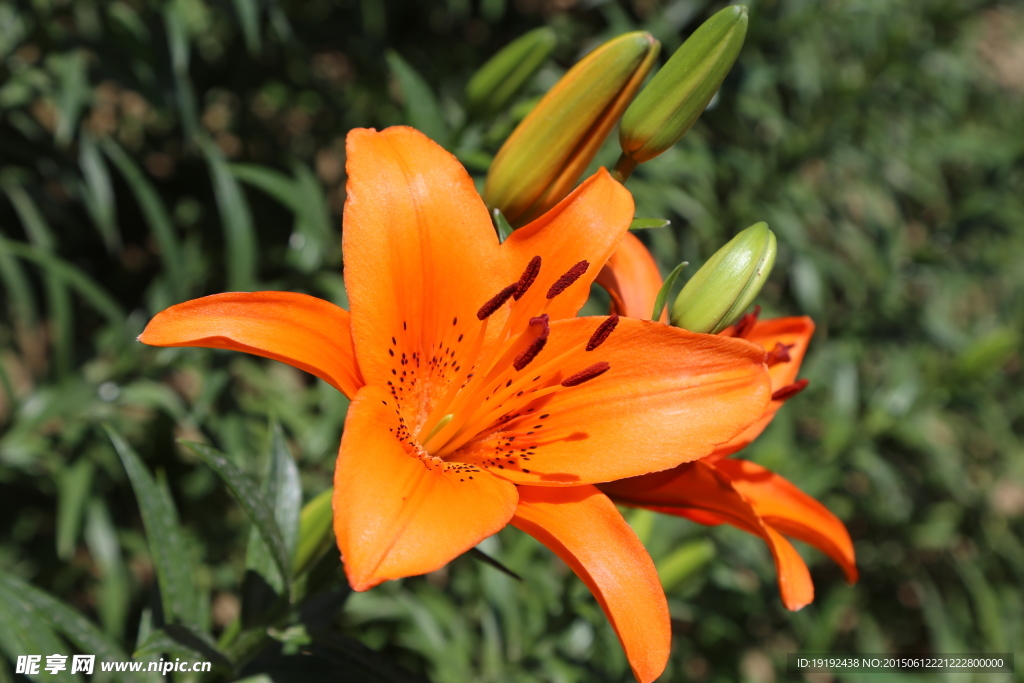 百合花