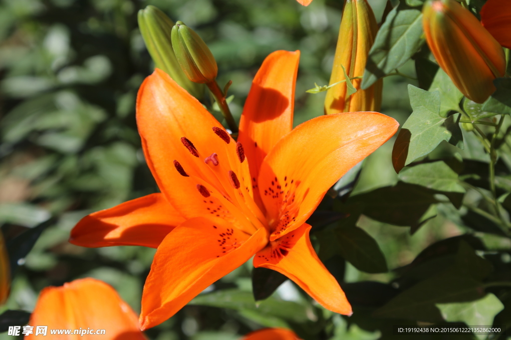 百合花