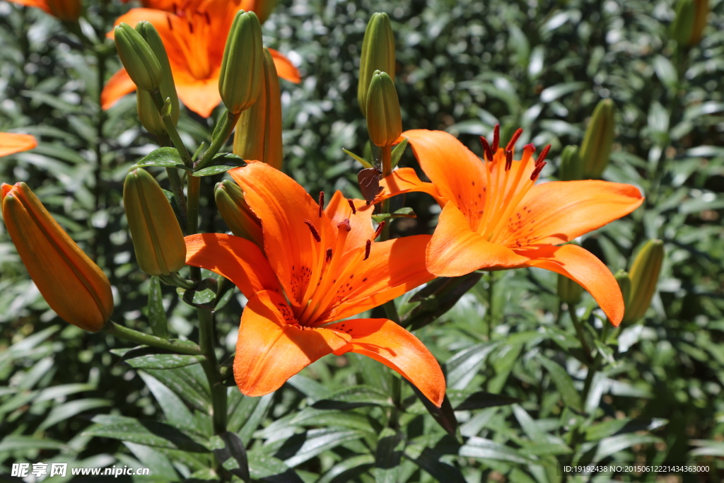 百合花