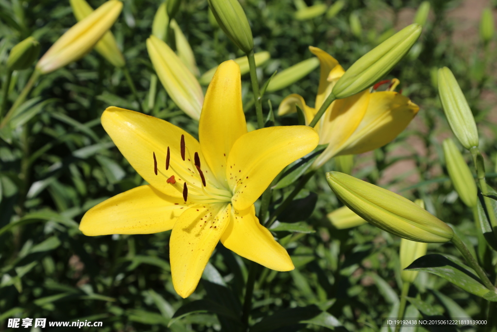 百合花