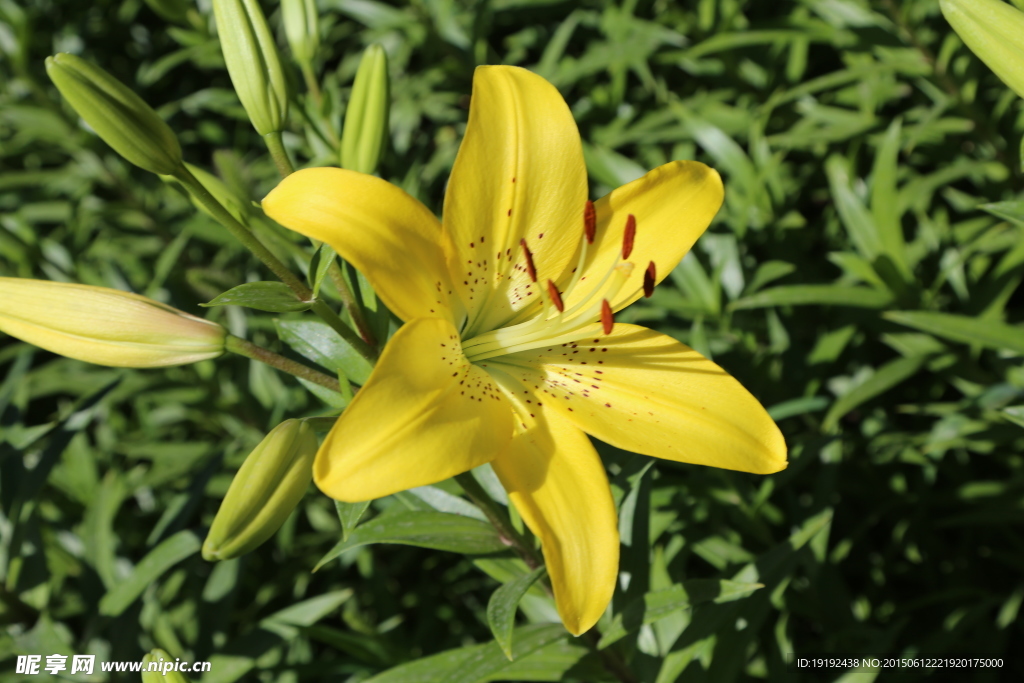 百合花