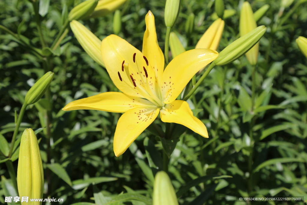 百合花