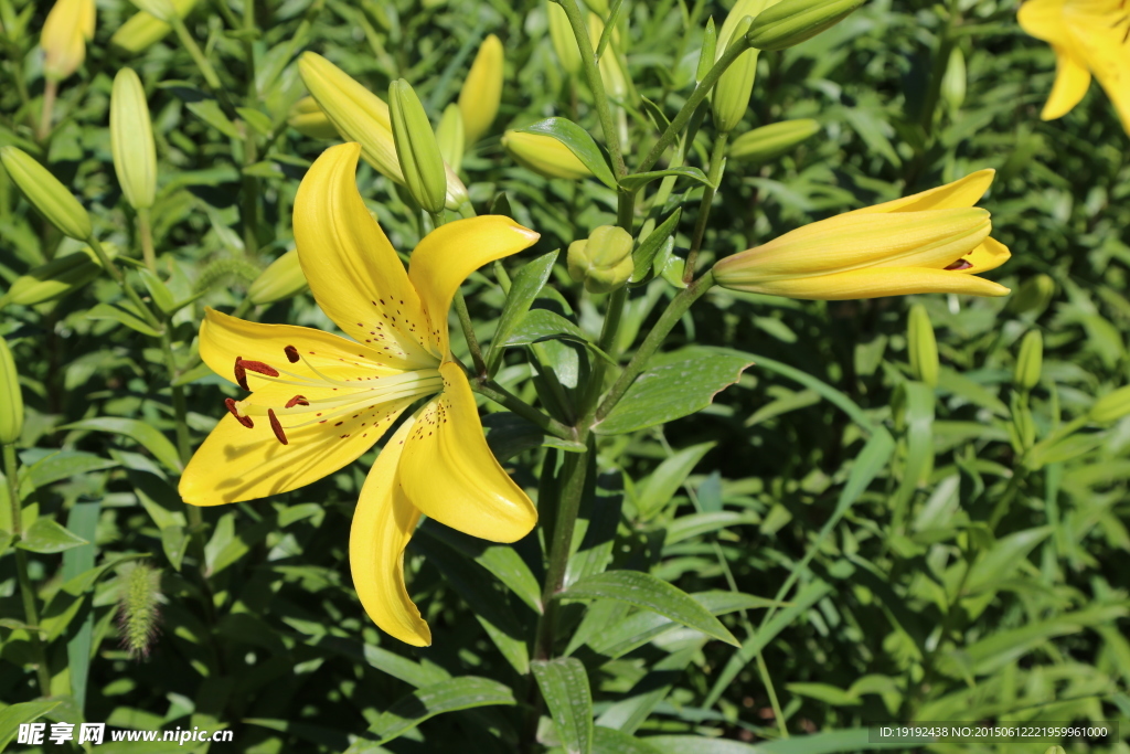 百合花