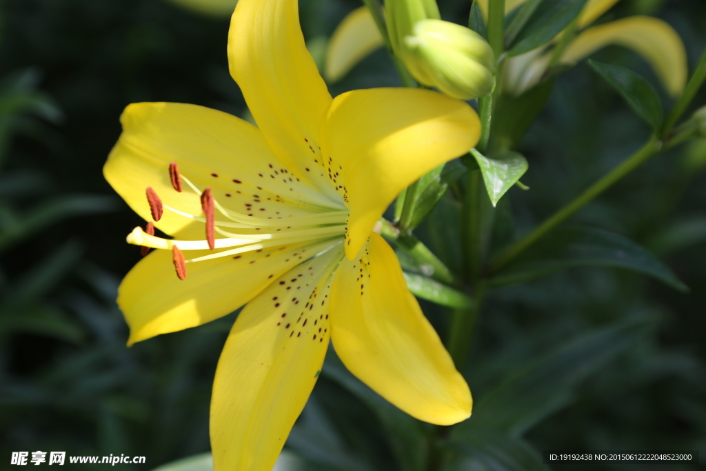 百合花