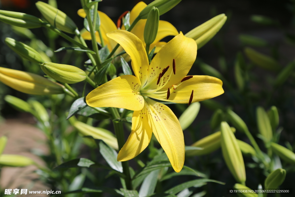 百合花