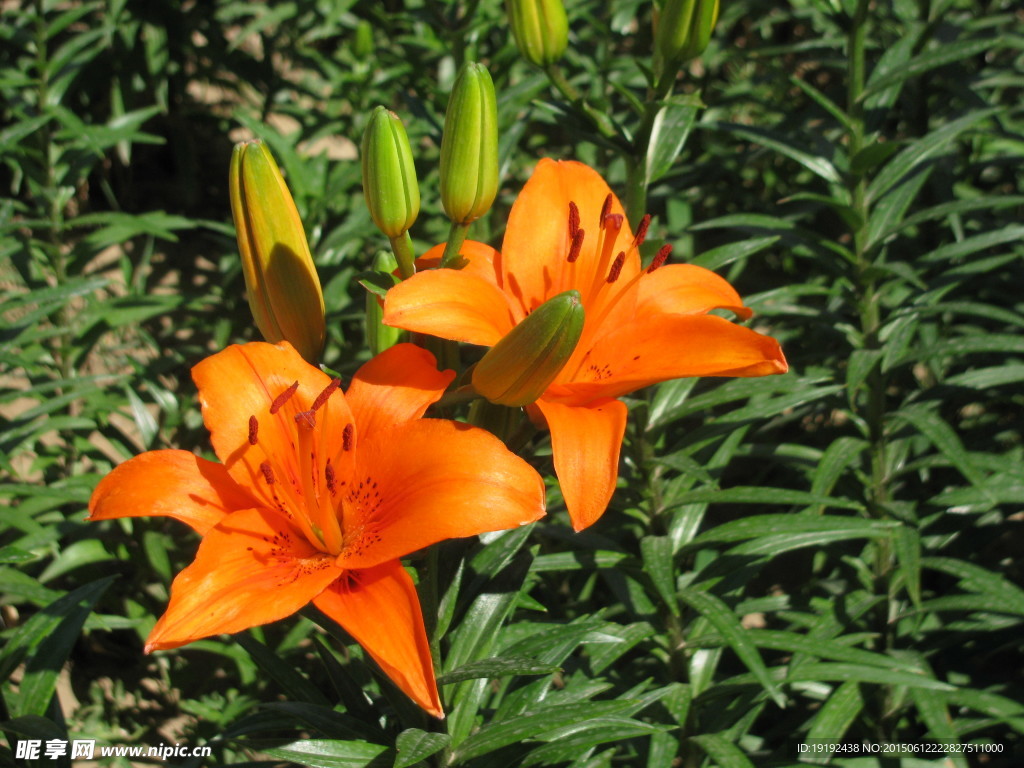 百合花