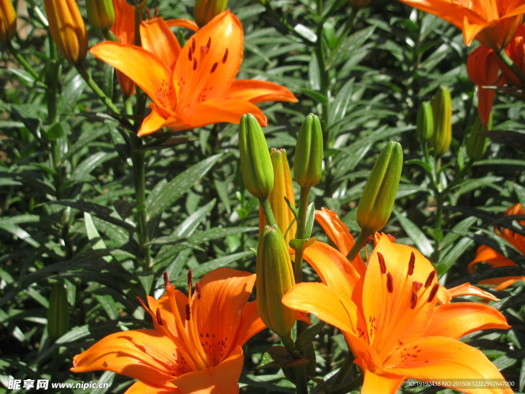 百合花
