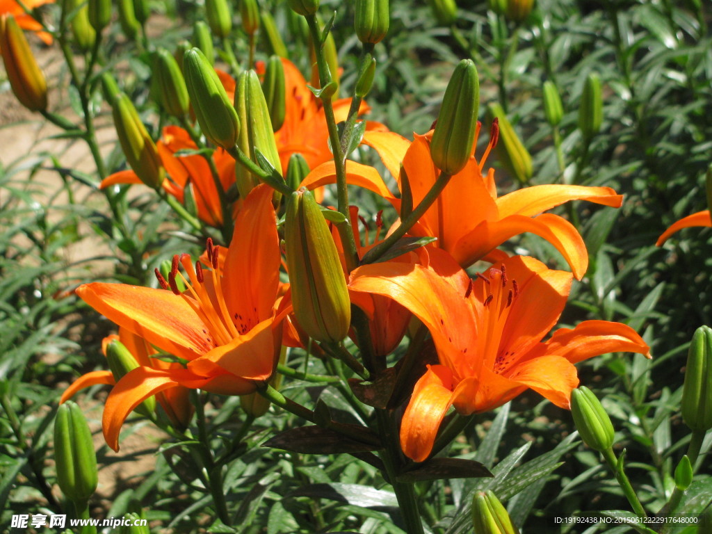 百合花