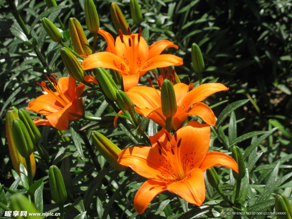 百合花