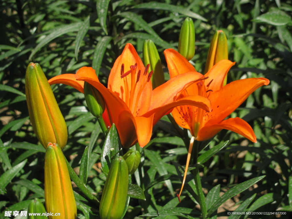 百合花