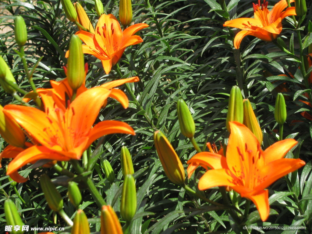 百合花