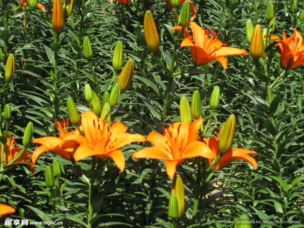 百合花