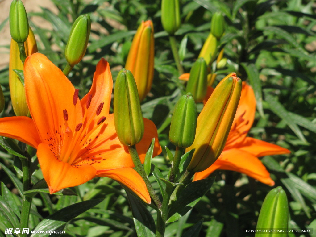 百合花
