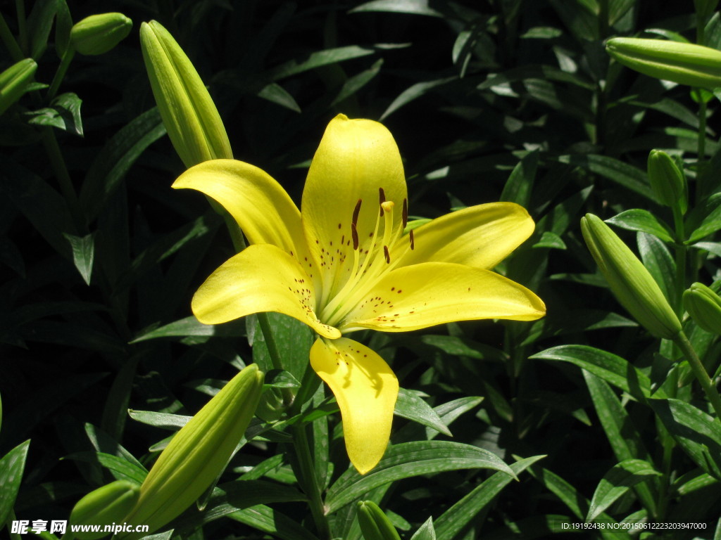 百合花