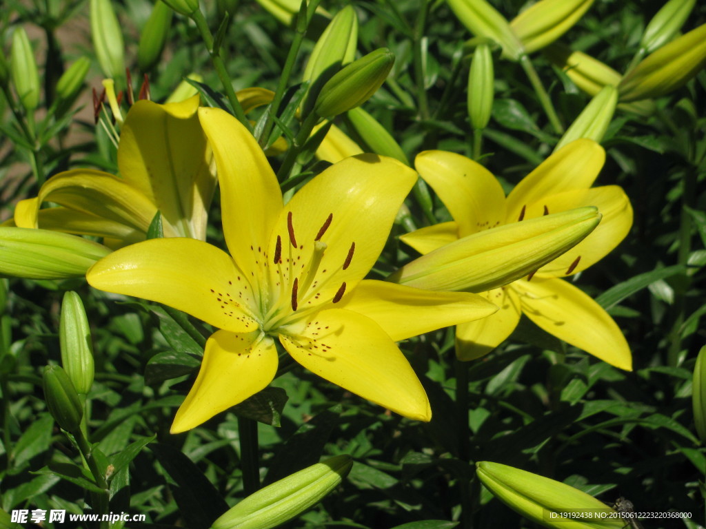 百合花