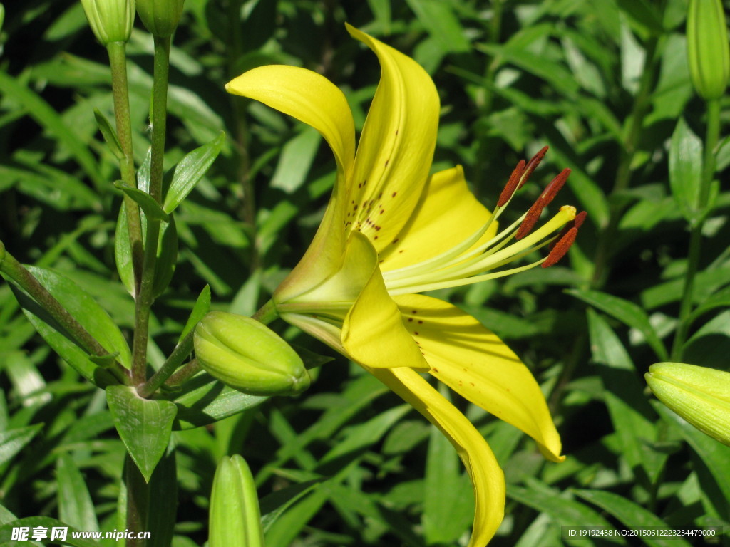 百合花