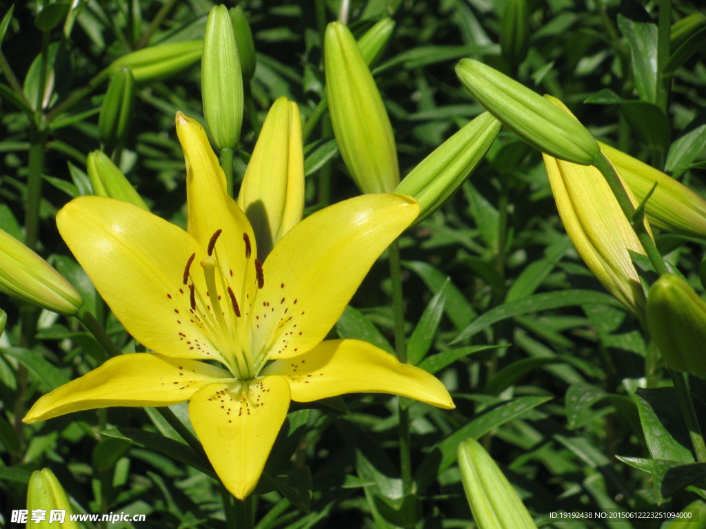 百合花