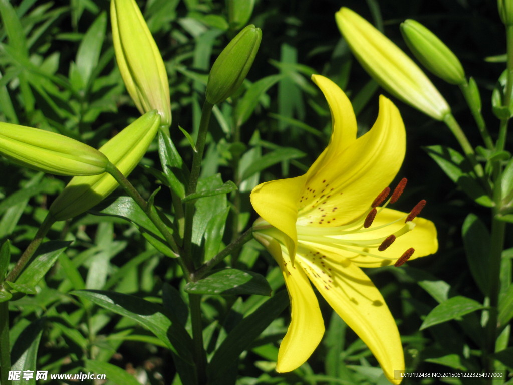 百合花