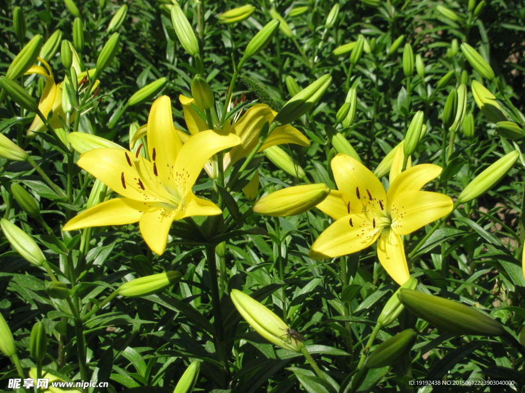 百合花