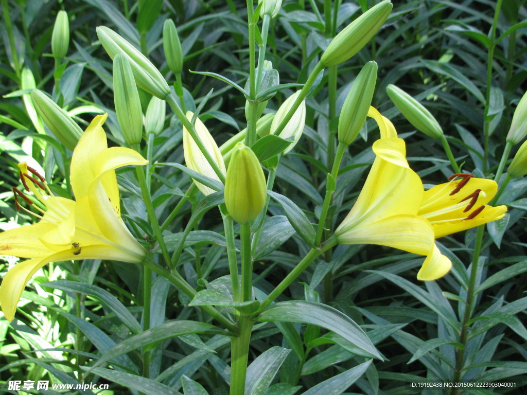 百合花