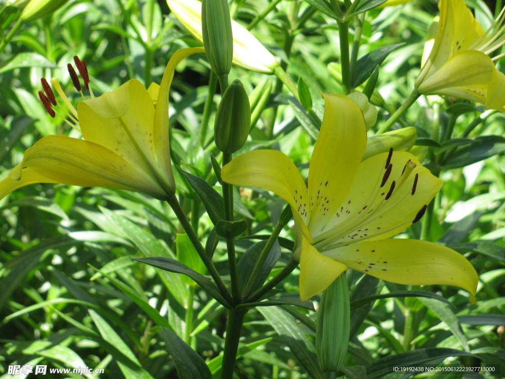 百合花
