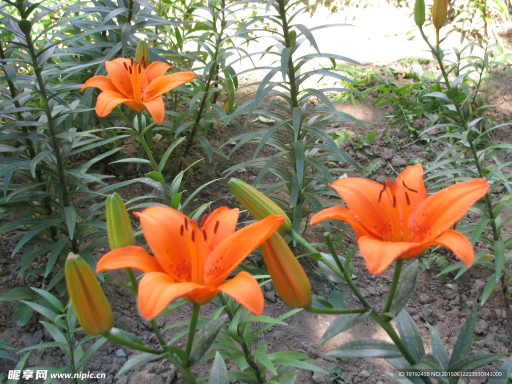 百合花