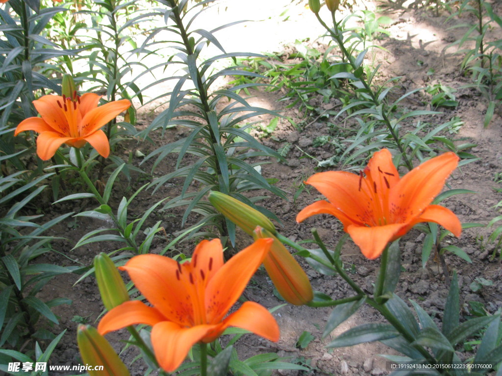 百合花