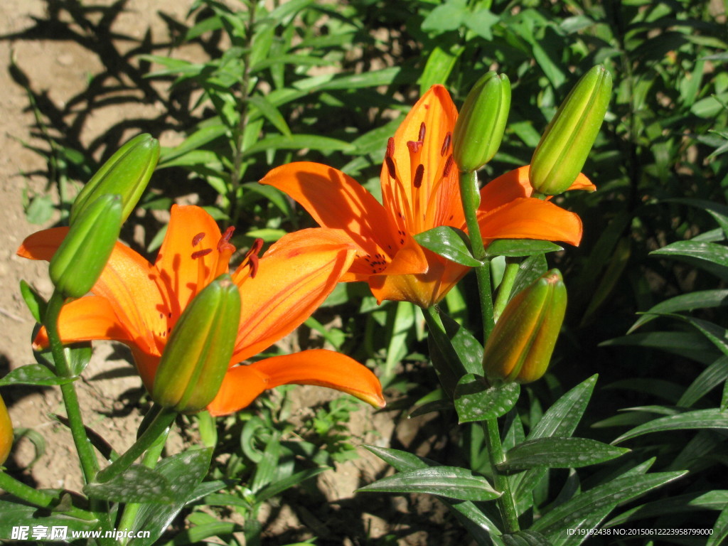 百合花