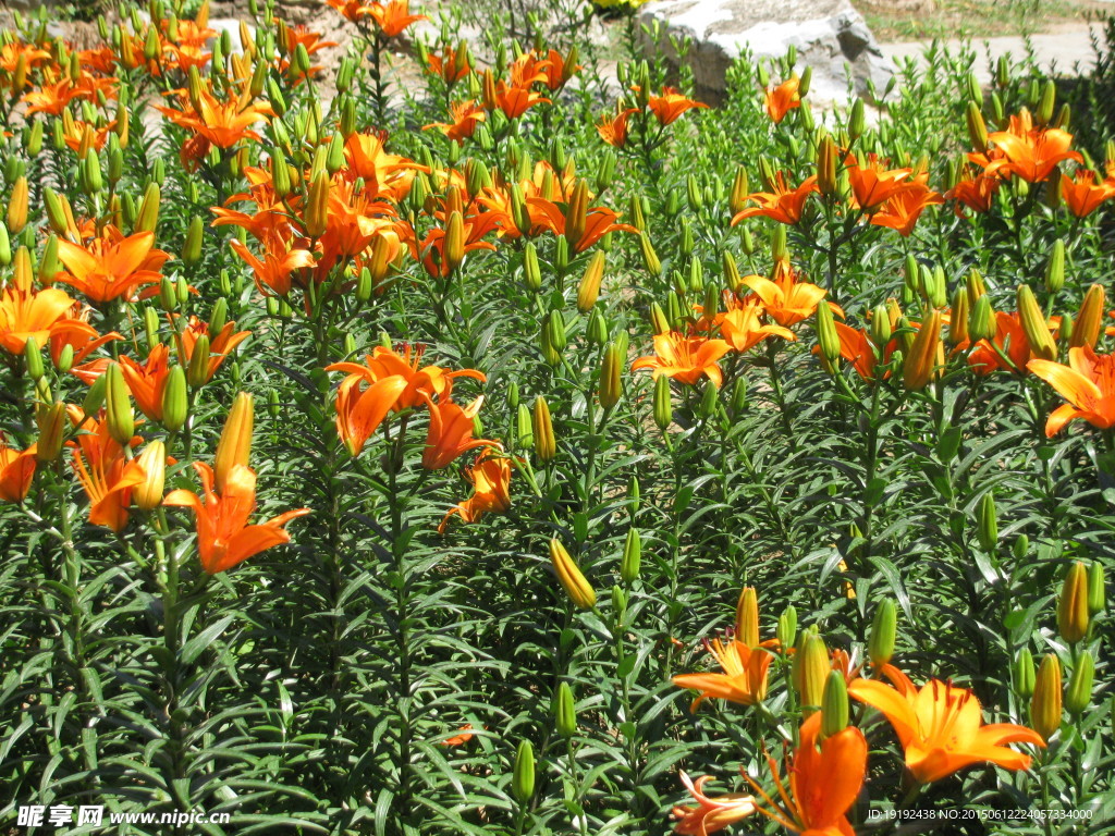 百合花
