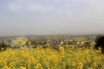 汉中油菜花