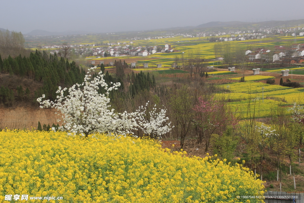 汉中油菜花