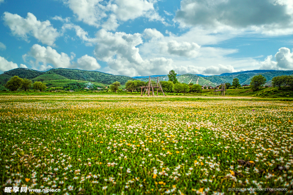 香格里拉花海