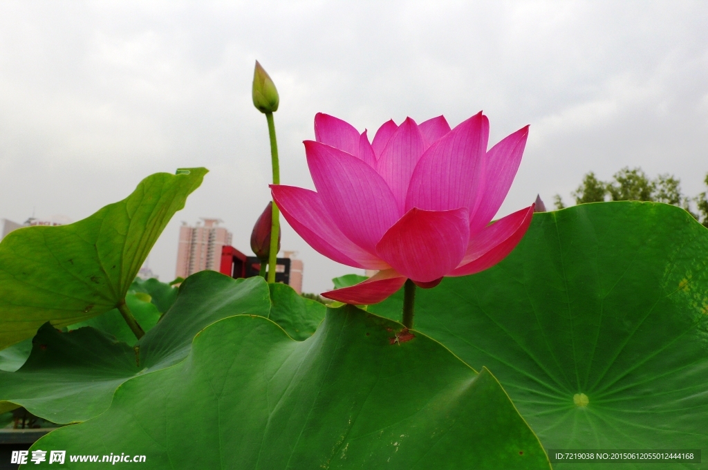荷花