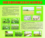 农业种植成果展示