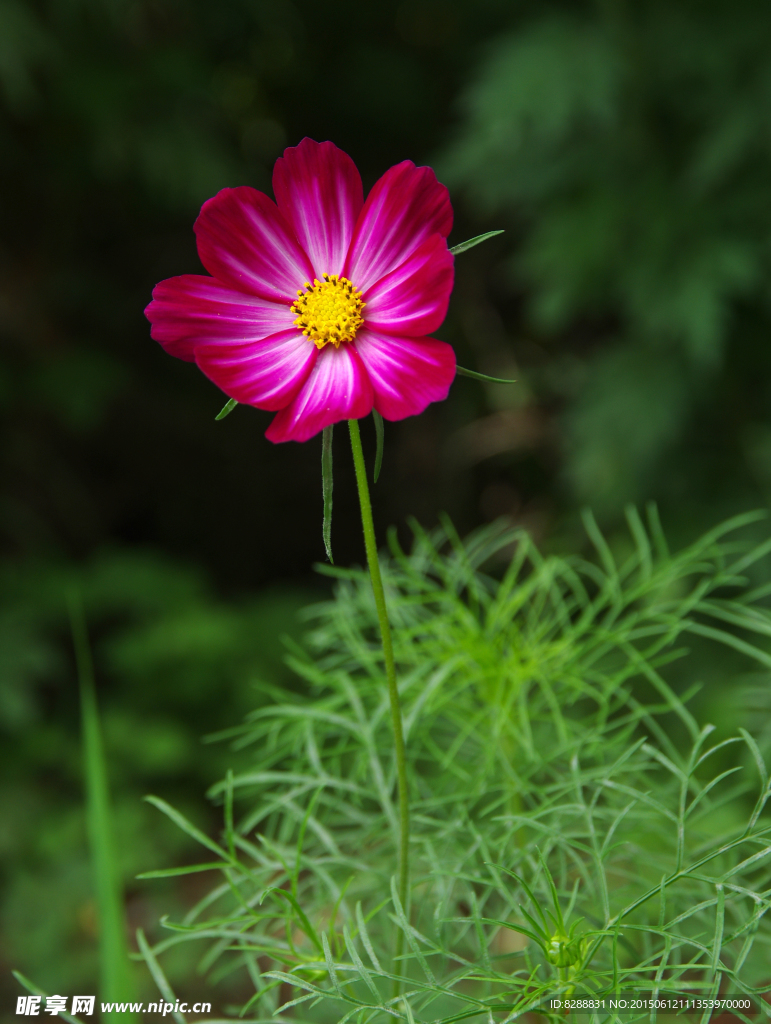 红色小花