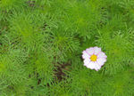 白色小花