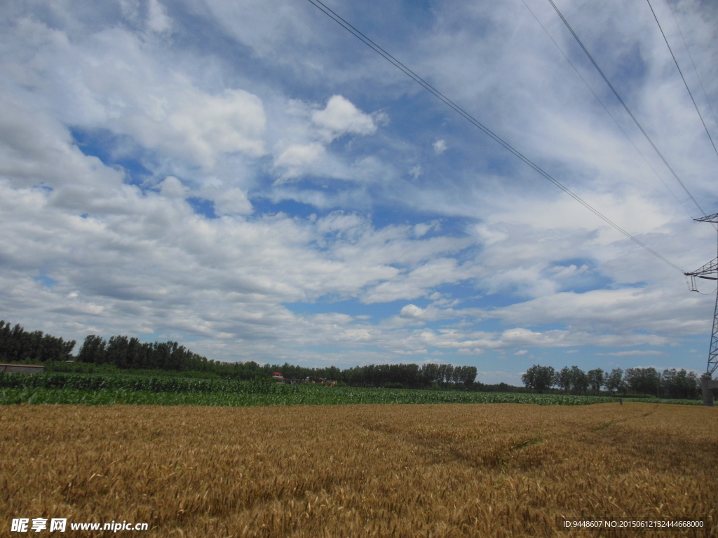 高清麦田