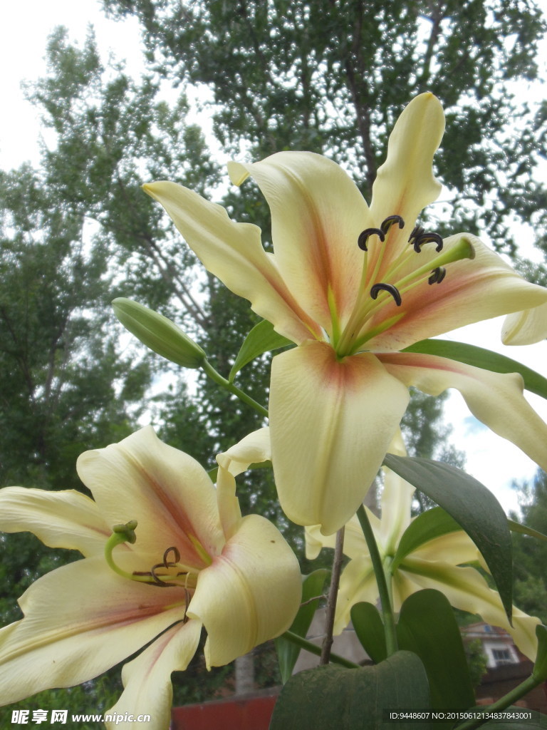 百合花