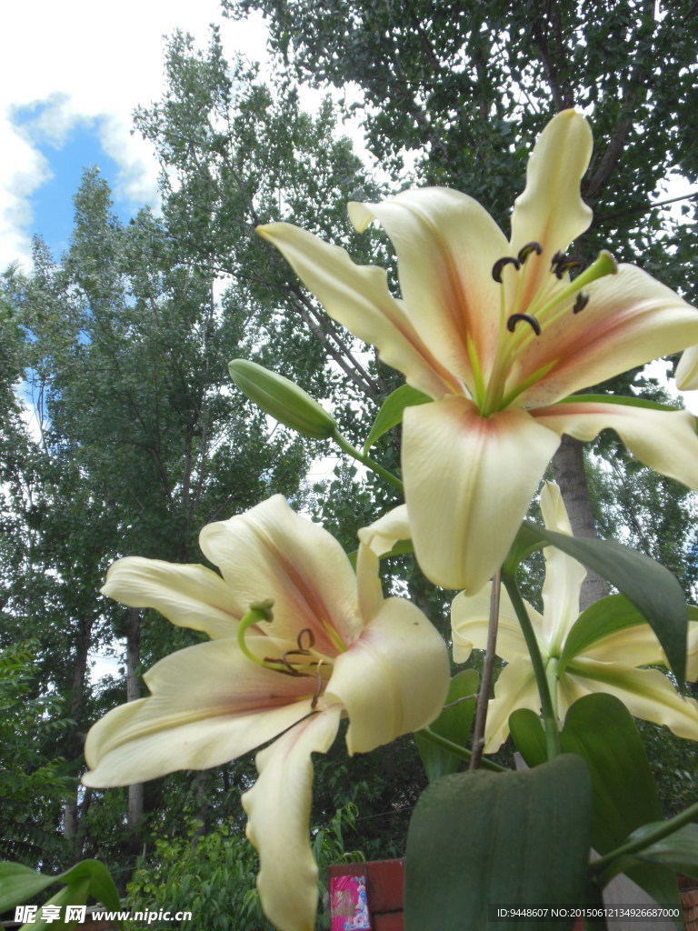 百合花