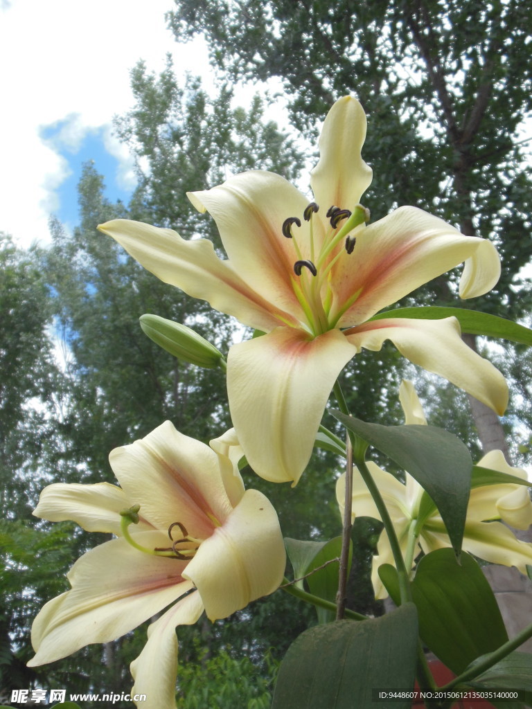 百合花