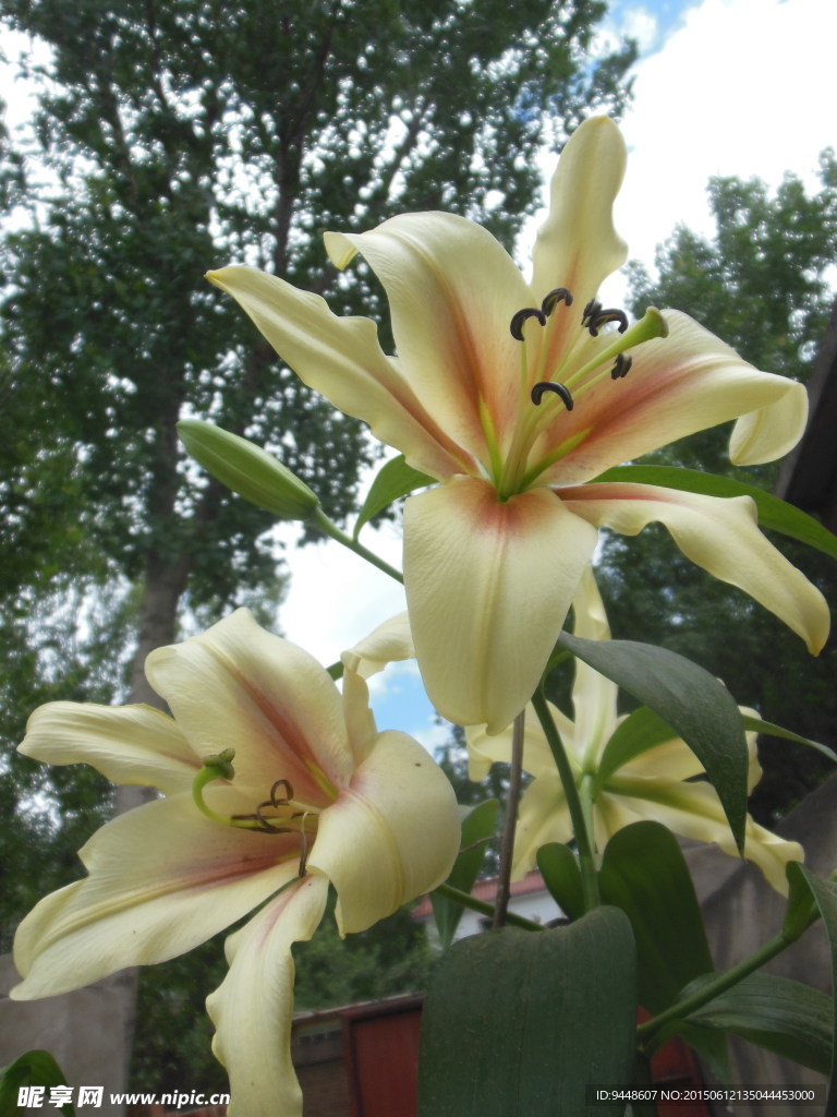 百合花