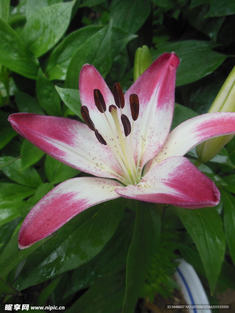 百合花