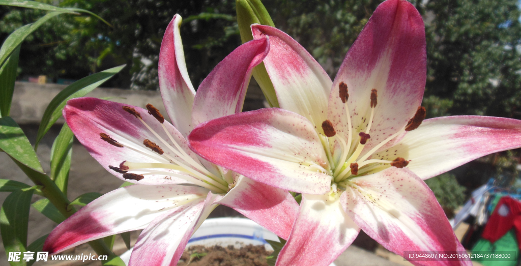 百合花