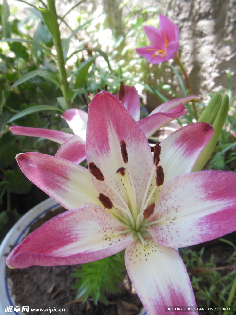 百合花