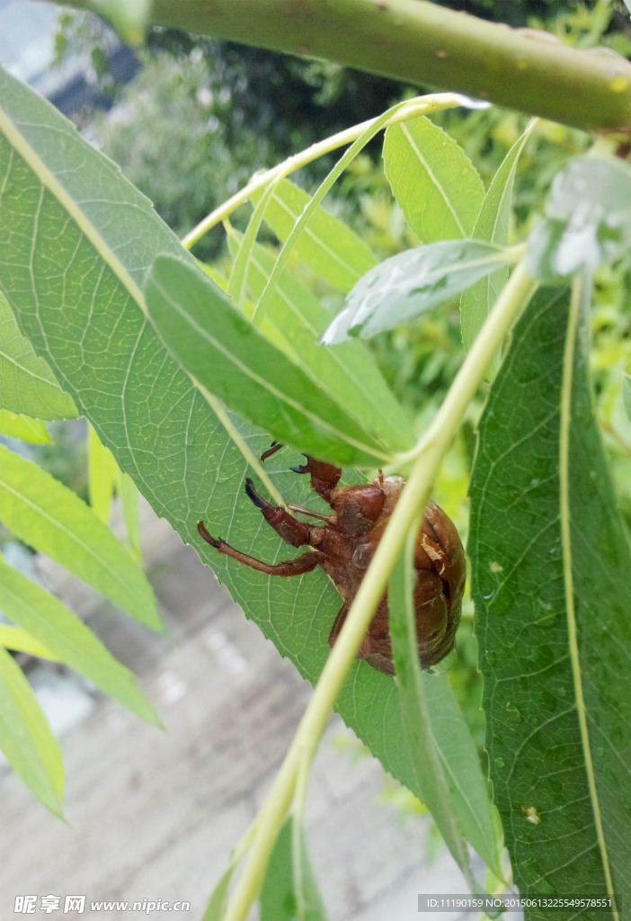 避雨的昆虫