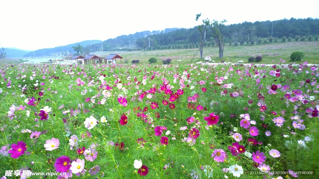 格桑花   景点旅游 国内旅游