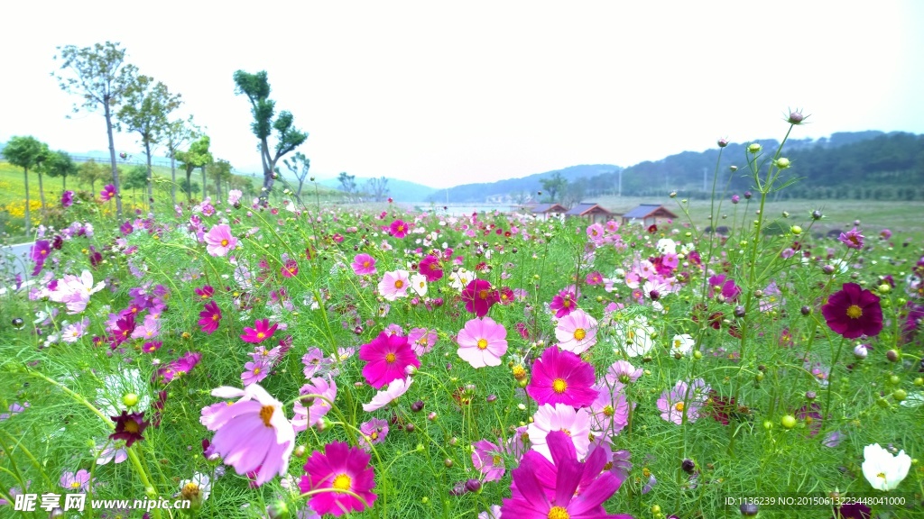 格桑花   景点旅游 国内旅游