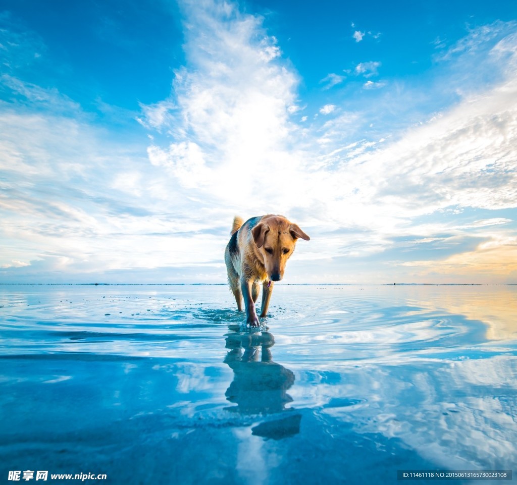 海面行走的狗