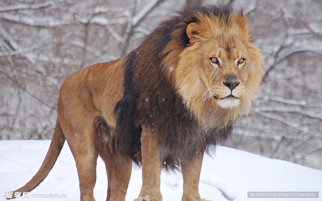 雪地上的狮子